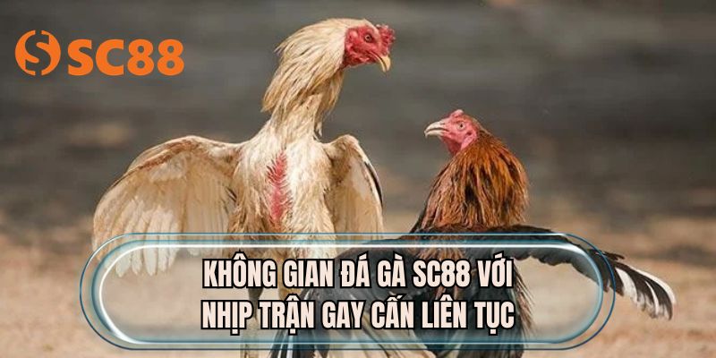 Không gian đá gà SC88 với nhịp trận gay cấn liên tục